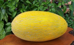 melon buharka